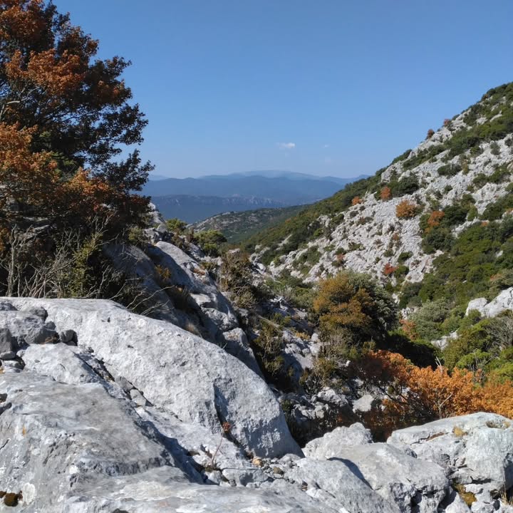 Cathar Rando